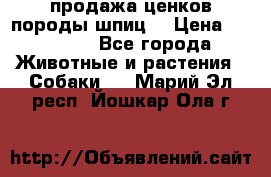 продажа ценков породы шпиц  › Цена ­ 35 000 - Все города Животные и растения » Собаки   . Марий Эл респ.,Йошкар-Ола г.